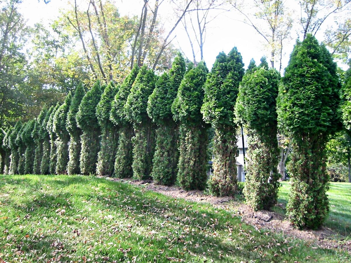 deer eating arborvitae.jpg
